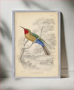 Πίνακας, Blue-Bellied Bee-Eater, Plate 8 from Birds of Western Africa, William Home Lizars