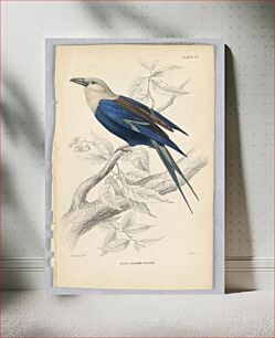Πίνακας, Blue-Bodied Roller, Plate 13 from Birds of Western Africa, William Home Lizars