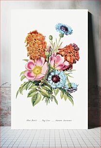 Πίνακας, Blue Bottle, Dog Rose and Garden Anemone from The Language of Flowers, or, Floral Emblems of Thoughts, Feelings, and Sentiments (1896) by Robert Tyas. Or