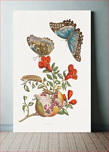 Πίνακας, Blue Butterflies and Pomegranate (1705-1771), vintage botanical illustration by Maria Sibylla Merian; Engraver: Joseph Mulder