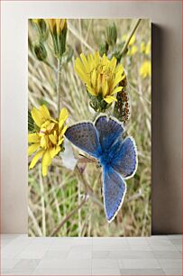 Πίνακας, Blue Butterfly and Yellow Flowers Μπλε πεταλούδα και κίτρινα λουλούδια