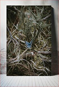 Πίνακας, Blue Butterfly in Nature Μπλε πεταλούδα στη φύση