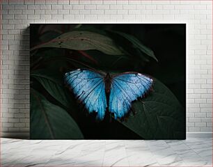 Πίνακας, Blue Butterfly on Leaf Μπλε πεταλούδα σε φύλλο