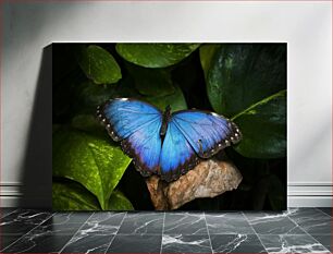 Πίνακας, Blue Butterfly on Leaves Μπλε πεταλούδα στα φύλλα