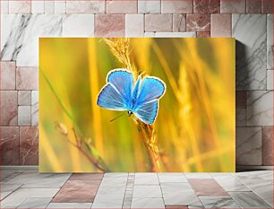 Πίνακας, Blue Butterfly on Wheat Μπλε πεταλούδα στο σιτάρι