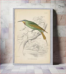 Πίνακας, Blue-Cheeked Bee-Eater, Plate 7 from Birds of Western Africa, William Home Lizars