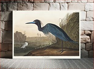 Πίνακας, Blue Crane or Heron from Birds of America (1827) by John James Audubon, etched by William Home Lizars