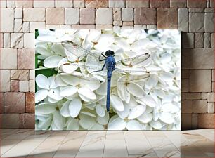 Πίνακας, Blue Dragonfly on White Flowers Μπλε λιβελλούλη στα λευκά λουλούδια