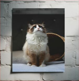 Πίνακας, Blue-Eyed Cat Γαλανομάτη Γάτα