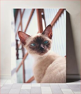Πίνακας, Blue-Eyed Siamese Cat Γάτα Σιάμ με γαλανομάτη