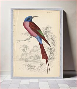 Πίνακας, Blue-Headed or Red Bee-Eater, Plate 9 from Birds of Western Africa, William Home Lizars