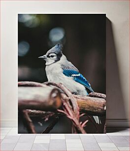 Πίνακας, Blue Jay on a Branch Blue Jay σε ένα κλαδί