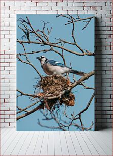 Πίνακας, Blue Jay on Nest Blue Jay on Nest