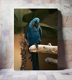 Πίνακας, Blue Parrot Μπλε Παπαγάλος