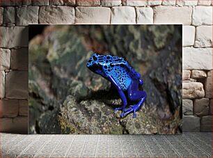 Πίνακας, Blue Poison Dart Frog on Rock Blue Poison Dart Frog on Rock
