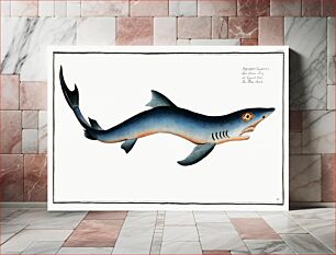 Πίνακας, Blue Shark (Squalus Glaucus) from Ichtylogie, ou Histoire naturelle: génerale et particuliére des poissons (1785–1797) by Marcus Elieser Blo