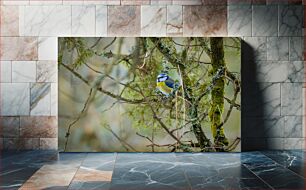 Πίνακας, Blue Tit on Mossy Branch Blue Tit στο Mossy Branch