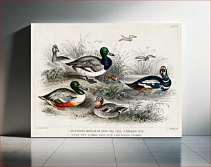 Πίνακας, Blue Winged Shoveler or Broad Bill, Teal, Harlequin Duck, Scaup Duck, Female Scaup Duck, and Red Headed Pochard