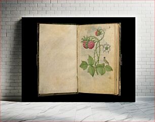 Πίνακας, Book of Flower Studies by Master of Claude de France
