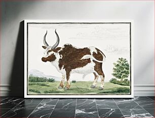 Πίνακας, Bos taurus: Namaqua Ox or “nomgo” (1778) by Robert Jacob Gordon