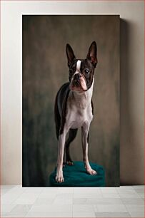 Πίνακας, Boston Terrier Portrait Boston Terrier Portrait