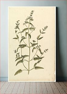Πίνακας, Botanical Study with a Species of the Nettle Family (genus Urtica), Anonymous, French, 19th century