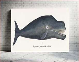 Πίνακας, Bowhead Whale Whale