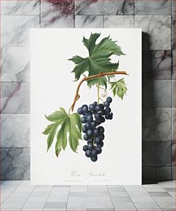 Πίνακας, Brachetto grape (Vitis vinifera niceaensis) from Pomona Italiana (1817 - 1839) by Giorgio Gallesio (1772-1839)