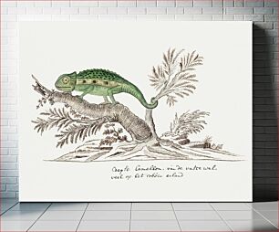 Πίνακας, Bradypodion pumilum: cape dwarf chameleon (1777–1786) by Robert Jacob Gordon