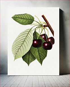 Πίνακας, Branch of black cherries illustration