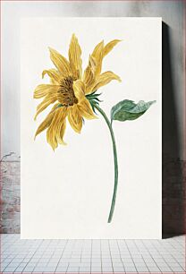 Πίνακας, Branch with a sunflower (1714–1760) by Michiel van Huysum