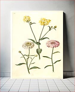 Πίνακας, Brassica napus (rapeseed);Iberis amara (bitter bow flower) by Maria Sibylla Merian
