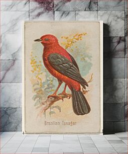 Πίνακας, Brazilian Tanager, from the Song Birds of the World series (N23) for Allen & Ginter Cigarettes
