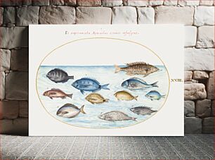 Πίνακας, Bream and Other Fish (1575–1580) by Joris Hoefnagel