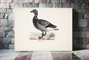 Πίνακας, Brent goose, 1829, Magnus Von Wright