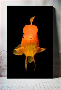 Πίνακας, Bright Orange Fish Φωτεινό πορτοκαλί ψάρι