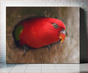 Πίνακας, Bright Red Parrot Φωτεινό κόκκινο παπαγάλος