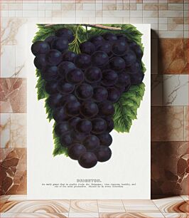 Πίνακας, Brighton grape lithograph