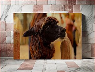 Πίνακας, Brown Alpaca Close-Up Καφέ Αλπακά Κοντινό πλάνο