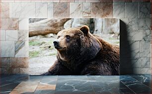 Πίνακας, Brown Bear in Natural Habitat Καφέ αρκούδα σε φυσικό βιότοπο