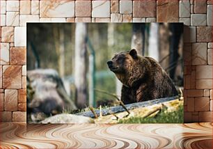 Πίνακας, Brown Bear in the Wild Καφέ αρκούδα στην άγρια ​​φύση