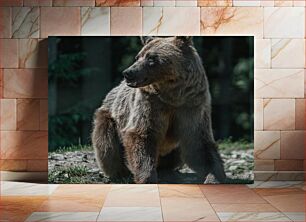 Πίνακας, Brown Bear in the Wild Καφέ αρκούδα στην άγρια ​​φύση