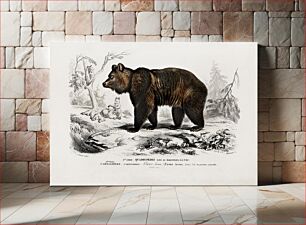 Πίνακας, Brown Bear (Ursus Arctos) illustrated by Charles Dessalines D' Orbigny (1806-1876)