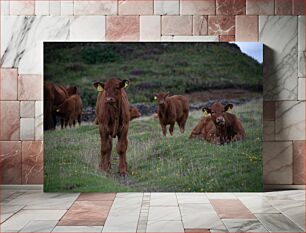 Πίνακας, Brown Cows in a Field Καφέ αγελάδες σε ένα χωράφι