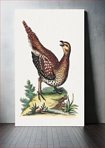 Πίνακας, Brown Speckled Bird (1743-1751) by George Edwards