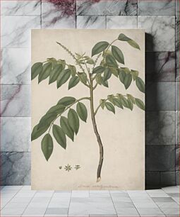 Πίνακας, Brucea antidysenterica J. Miller (James Bruce's Tree): finished drawing of part stem with flowering shoots and leafy shoots