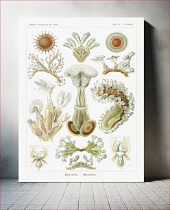 Πίνακας, Bryozoa–Moostiere from Kunstformen der Natur (1904) by Ernst Haeckel