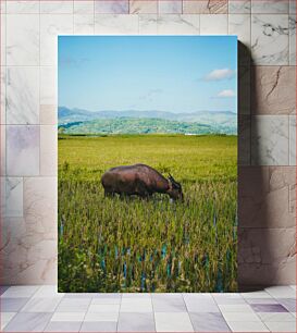 Πίνακας, Buffalo Grazing in a Field Βούβαλοι που βόσκουν σε χωράφι