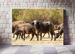 Πίνακας, Buffalo Herd in Wilderness Κοπάδι Βουβαλιών στην ερημιά