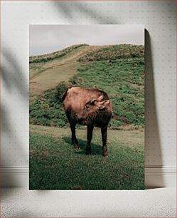 Πίνακας, Buffalo on a Hillside Βούβαλος σε μια πλαγιά